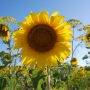 Eine fröhliche Sonnenblume ermuntert den müden Pilger
