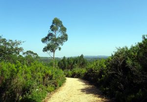 Einsamer Eukalyptus-Baum auf dem Höhenweg
