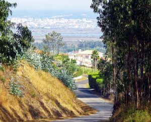 Der Caminho hinab nach Figueira da Foz ist gesäumt von Eukalyptus-Bäumen.